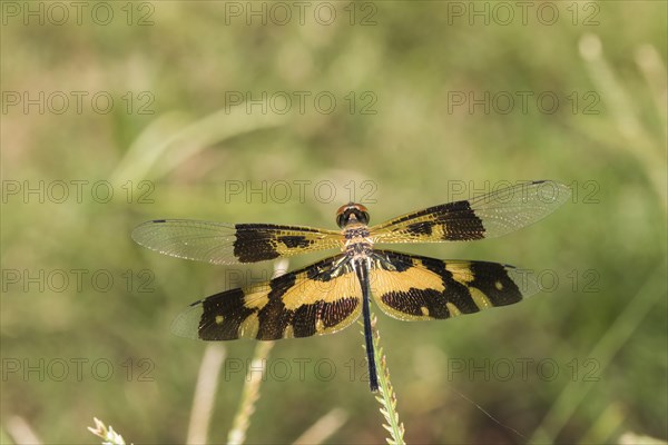 Dragonfly Common Picturewing