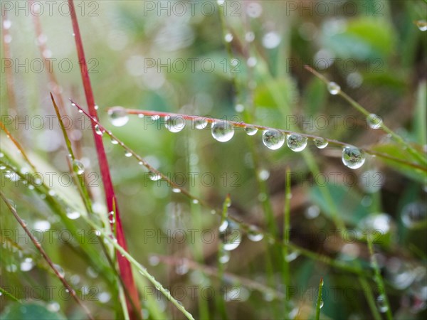 Raindrops on blades of grass