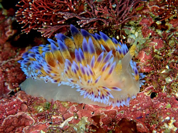 Gasflame nudibranch