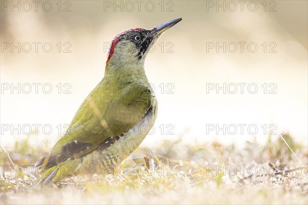 European green woodpecker