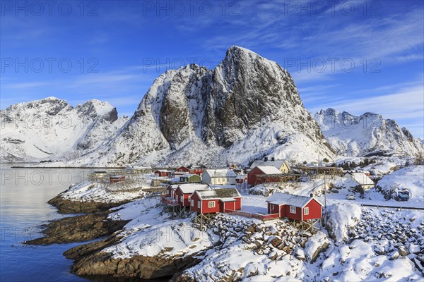 Red rorbuer in winter