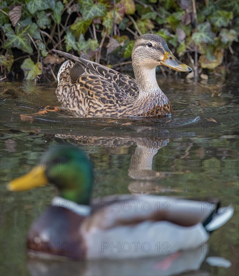 Pair of mallards