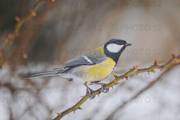 Great tit