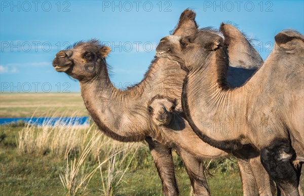 Camel family