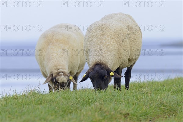 Two domestic sheep