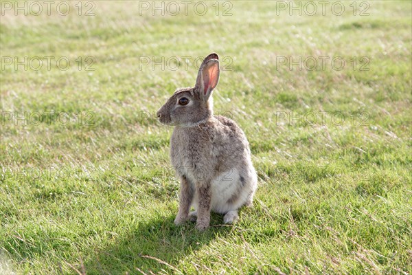 European rabbit