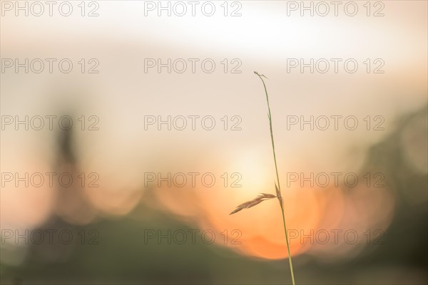 Grass silhouette on blurred background in front of sunset. Alsace