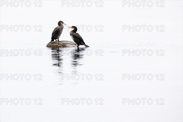 Great cormorant