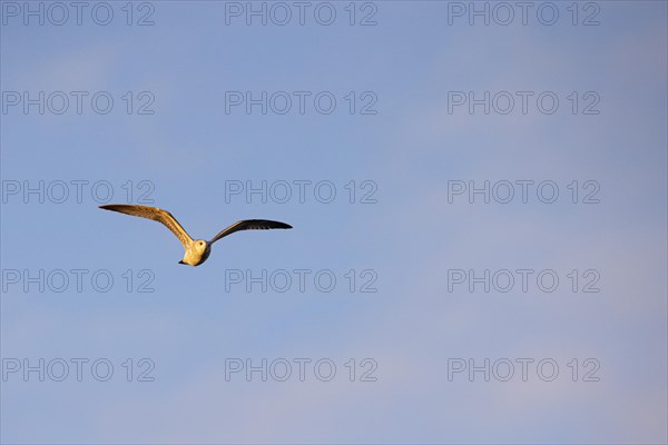 Black-headed Black-headed Gull