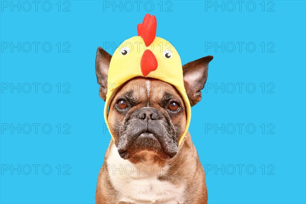 Funny French Bulldog dog wearing Easter costume chicken hat on blue background