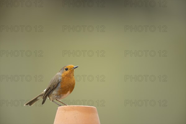 European robin