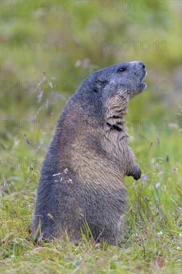 Alpine marmot