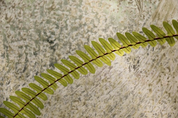 One separate green leaf of spring season