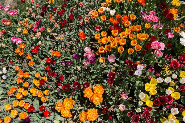 Blooming colorful tulip flowers in garden as floral background