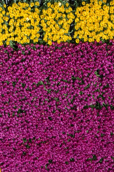 Colorful tulip flowers as a background