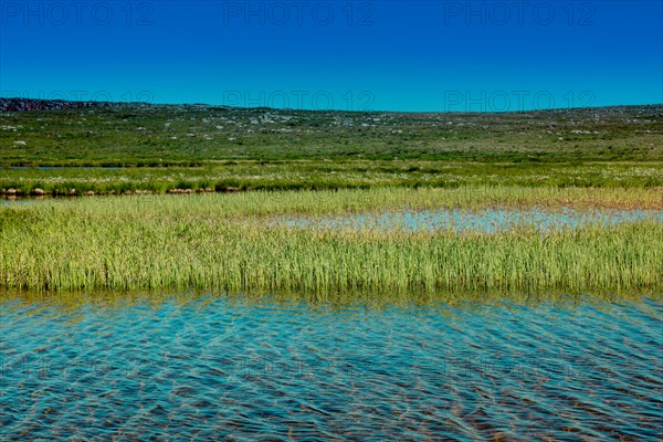 Wild grass by the pond on highland in Artvin in Turkey