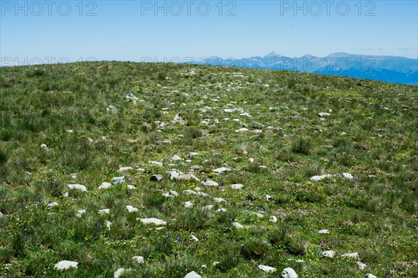 Wild grass on highland meadow in the summer time in Artvin in Turkey