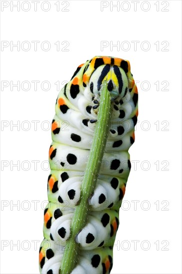 Caterpillar of common yellow swallowtail