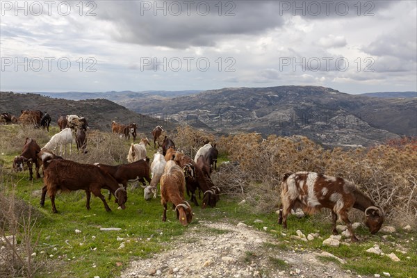 Herd of goats