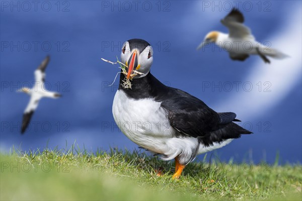 Atlantic puffin