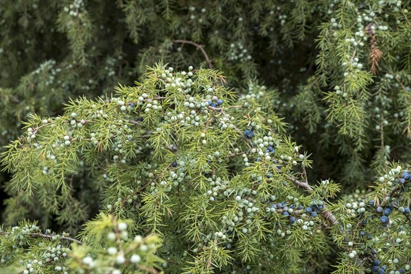 Common juniper
