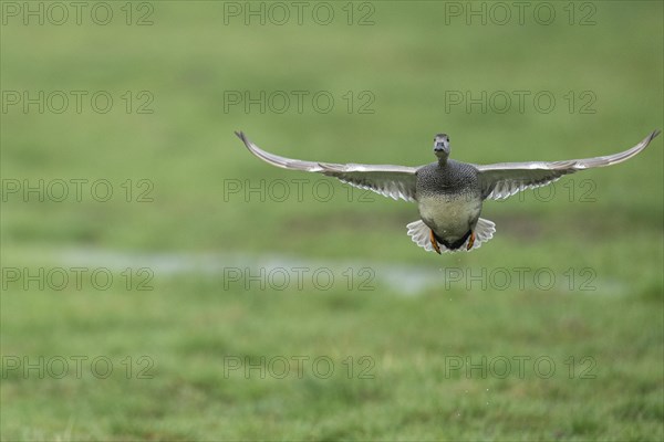 Gadwall