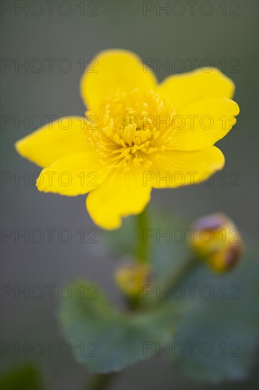 Marsh marigold