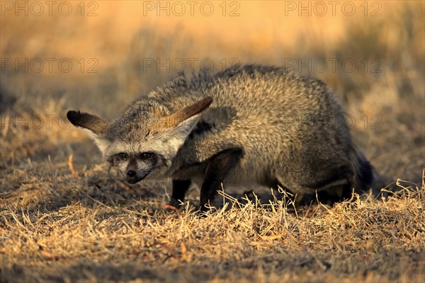 Bat-eared fox