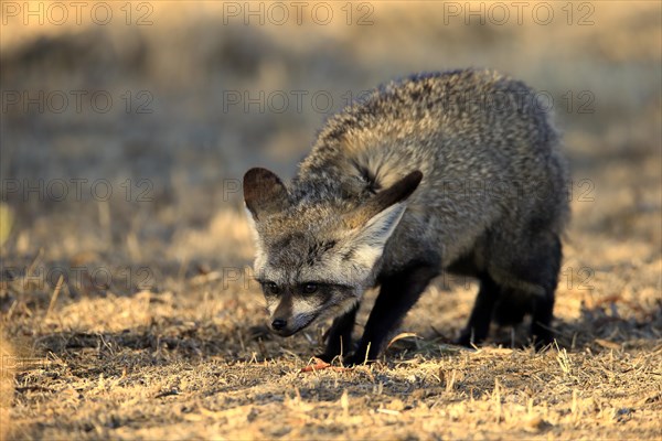 Bat-eared fox