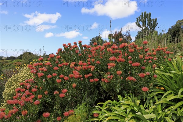 Pincushion Protea