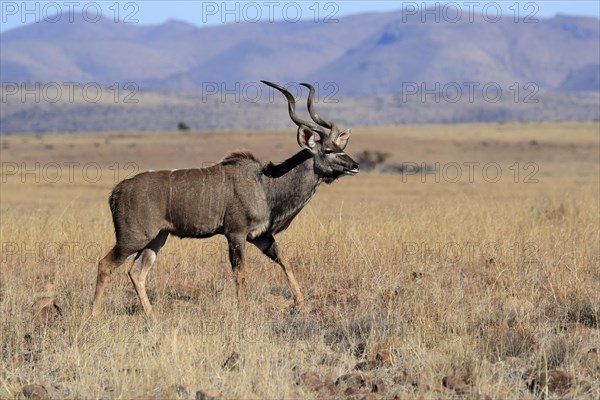 Zambezi greater kudu