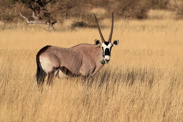 Gemsbok