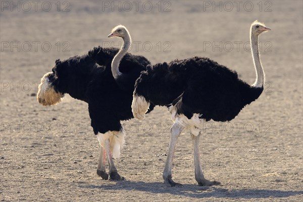 South African ostrich