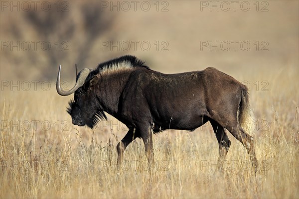 White-tailed gnu