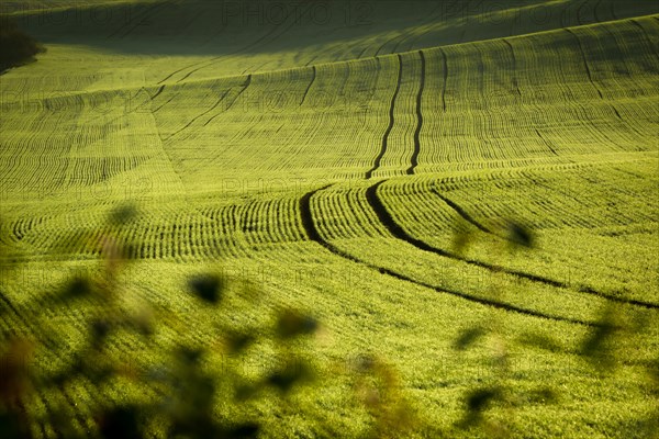 Beautiful green Czech Moravian fields at sunrise