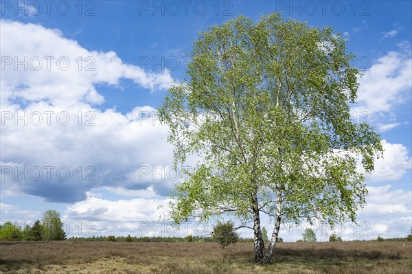 Birch