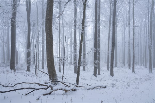 Snowy beech