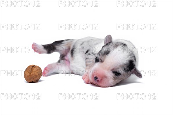 Ten days old excellent puppies of the Welsh Corgi Pembroke