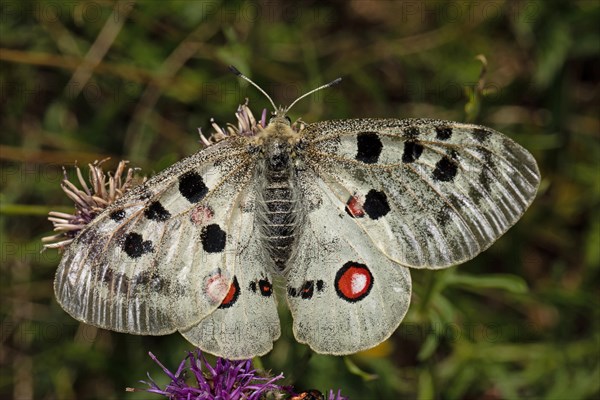 Apollo butterfly with open wings sitting on purple flower from behind