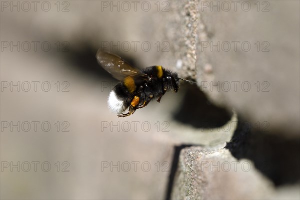 Ground bumblebee