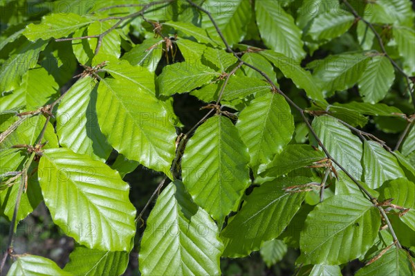 Leaves of the copper beech