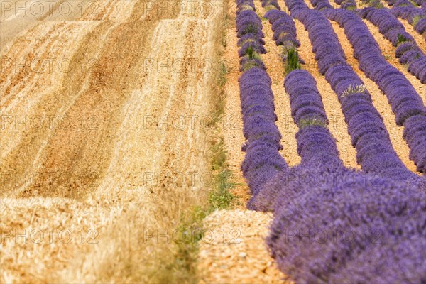 Stubble and lavender field on the Palteau de Valensole