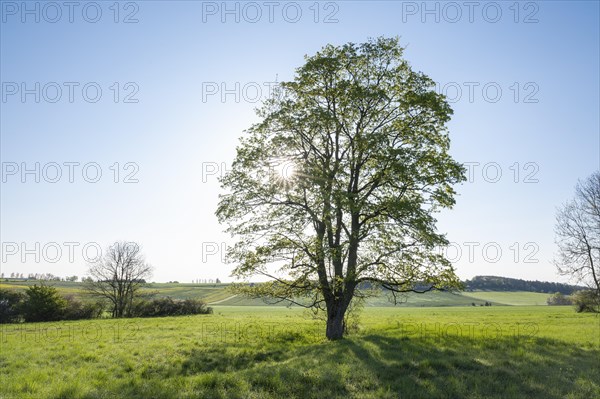 Sycamore maple