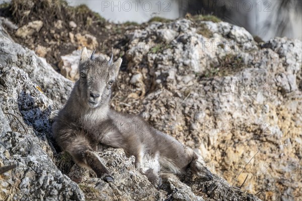 Alpine ibex