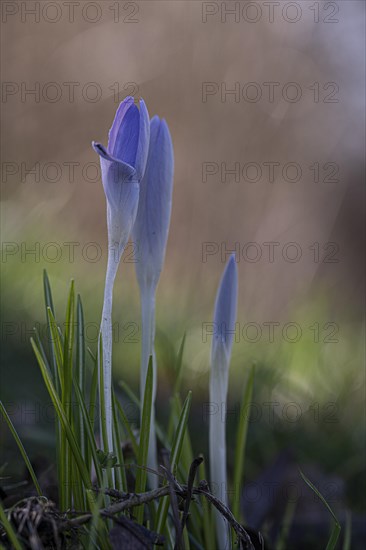 Purple spring crocus