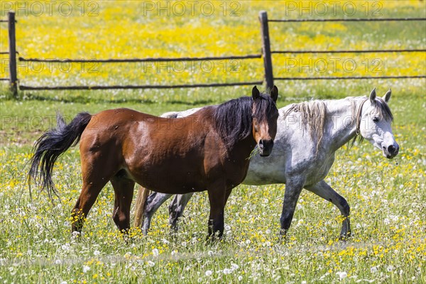 Horse paddock