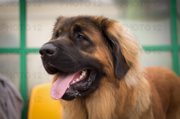 Dog Show. Rybnik