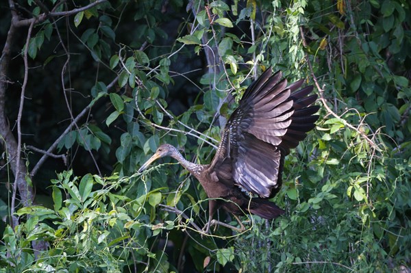 Flying Limpkin