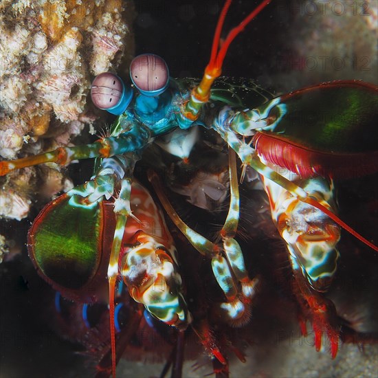 Portrait of peacock mantis shrimp