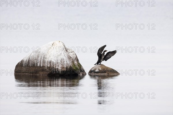 Great cormorant